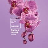 Pantone's colour of the year