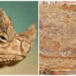 lizard